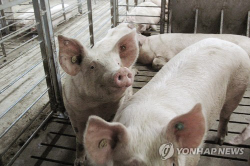 중국 돼지농장(사진=로이터 연합뉴스)